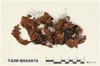 藏品(臺灣寬葉衣)的圖片